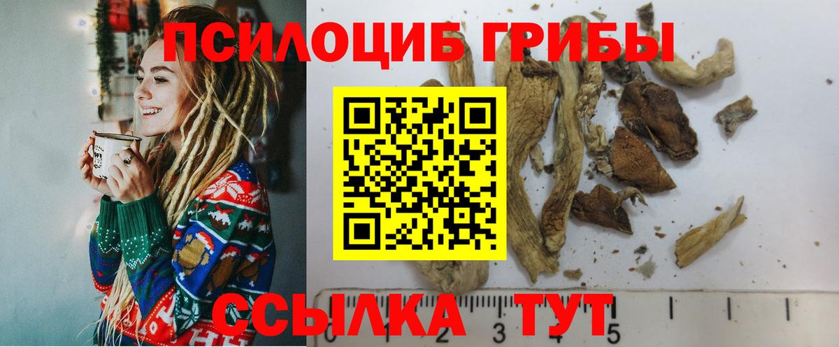 Псилоцибиновые грибы Psilocybe Елец